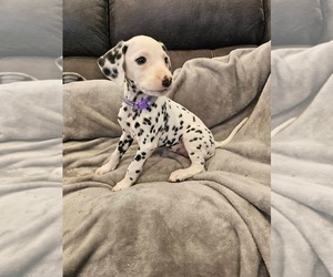 Medium Dalmatian