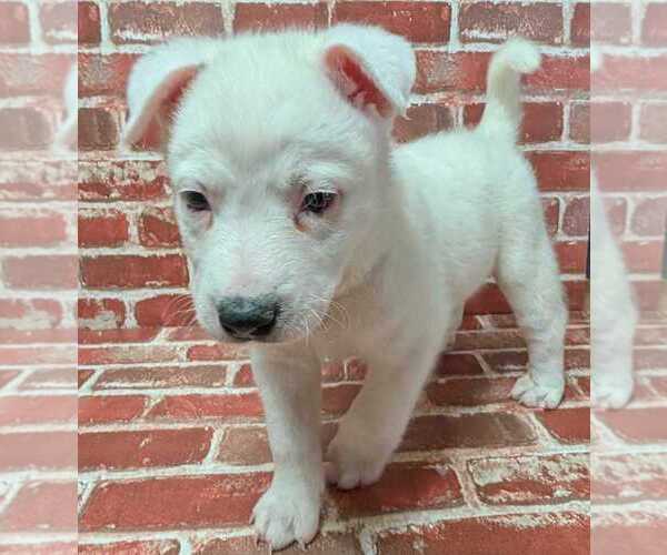 Medium Photo #1 Mutt Puppy For Sale in Lakewood, CO, USA