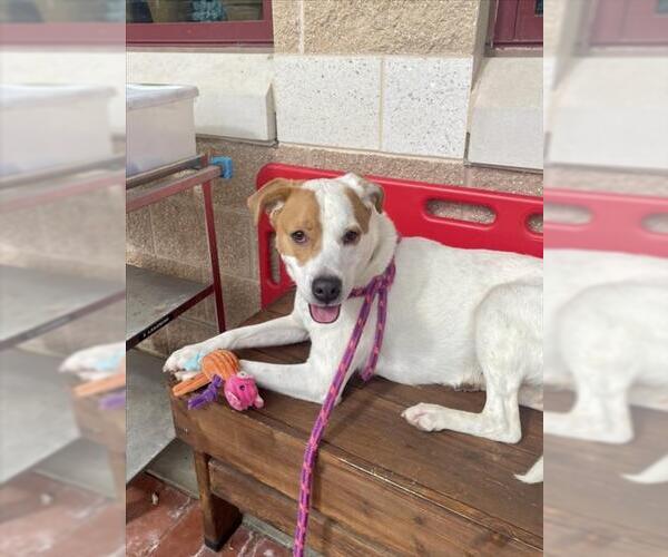 Medium Photo #3 Beagle-Unknown Mix Puppy For Sale in Derwood, MD, USA