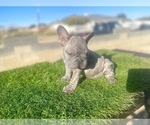 Small #13 French Bulldog