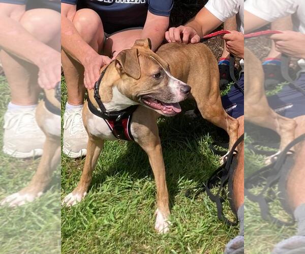 Medium Photo #4 Boston Terrier-Boxer Mix Puppy For Sale in Coventry, CT, USA