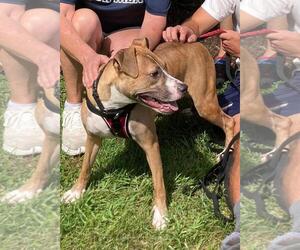 Clyde, an easy-going pup - Male Boston Terrier-Boxer Mix Dog for Adoption - Photo #4