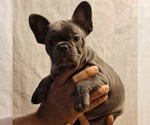 Small Photo #17 French Bulldog Puppy For Sale in PERRIS, CA, USA