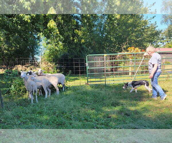 Medium Photo #15 Border Collie Puppy For Sale in Highland, IL, USA