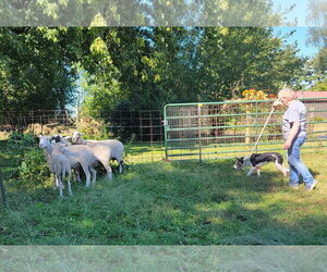 Scout - Male Border Collie Dog for Adoption - Photo #15