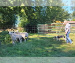 Small Photo #15 Border Collie Puppy For Sale in Highland, IL, USA