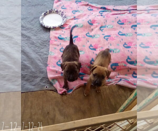 Medium Photo #16 Mutt Puppy For Sale in Apple Valley, CA, USA