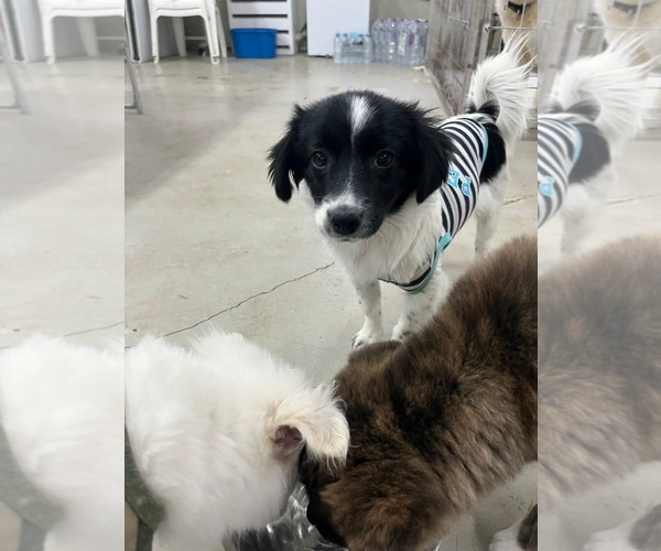 Medium Photo #3 Colonial Cocker Spaniel-Unknown Mix Puppy For Sale in Agoura Hills, CA, USA