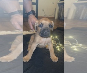 Medium Anatolian Mastiff-Cane Corso Mix