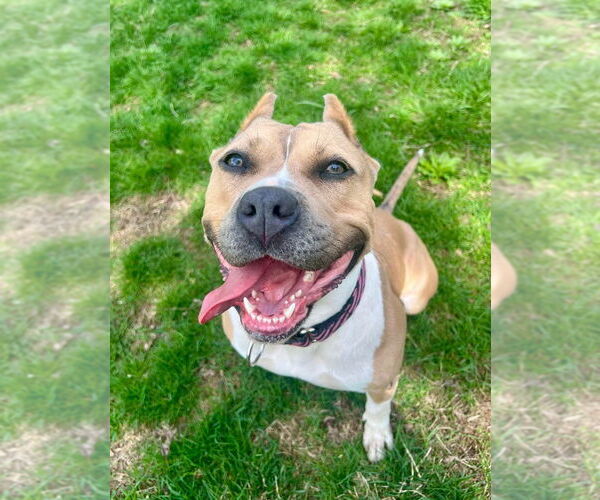 Medium Photo #4 American Pit Bull Terrier Puppy For Sale in Gloversville, NY, USA