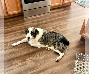 Australian Shepherd Dogs for adoption in Cape May, NJ, USA
