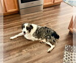 Small Australian Shepherd