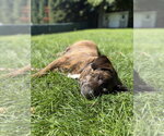Small #1 Plott Hound Mix