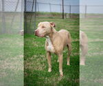 Small #1 Mutt