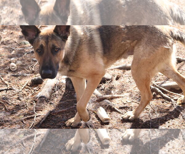 Medium Photo #30 German Shepherd Dog Puppy For Sale in Sebec, ME, USA
