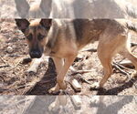 Small #29 German Shepherd Dog