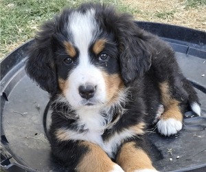 Medium Bernese Mountain Dog