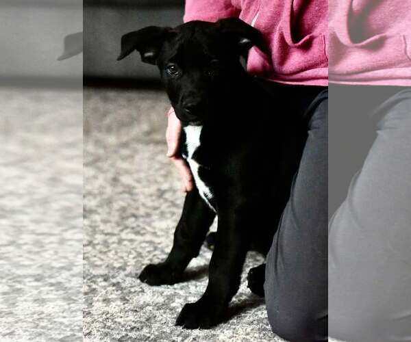Medium Photo #1 American Bulldog-Labrador Retriever Mix Puppy For Sale in Mechanicsburg, PA, USA