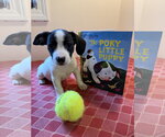 Drake - Male Mutt Dog for Adoption - Small photo