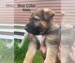 Small #7 German Shepherd Dog