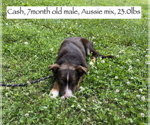 Border-Aussie Dogs for adoption in Sparta, TN, USA