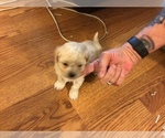 Small Photo #5 Maltipoo Puppy For Sale in WETUMPKA, AL, USA