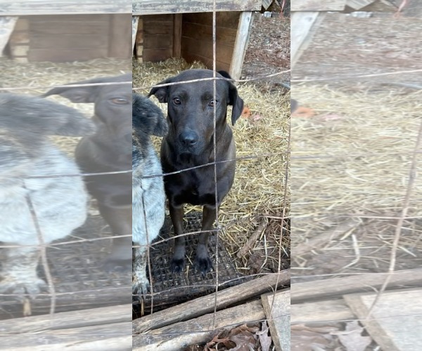 Medium Photo #2 Labrador Retriever Puppy For Sale in Holly Springs, NC, USA