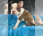 Small #6 Boston Terrier