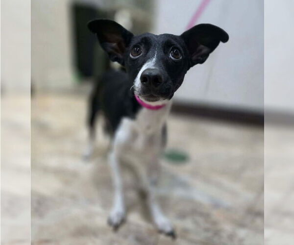 Medium Photo #2 Chihuahua-Unknown Mix Puppy For Sale in Lakewood, CO, USA