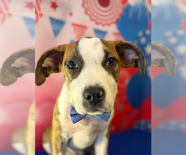 Medium Photo #2 American Pit Bull Terrier-Unknown Mix Puppy For Sale in Hillsboro, MO, USA