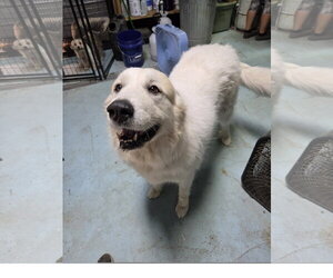 Great Pyrenees Dogs for adoption in Tracy City, TN, USA