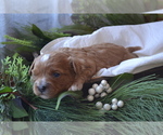 Small #2 Cavapoo (Miniature)
