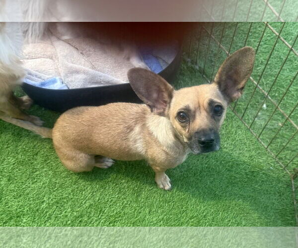 Medium Photo #3 Chiweenie Puppy For Sale in Imperial Beach, CA, USA