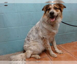 Australian Shepherd-Unknown Mix Dogs for adoption in Downey, CA, USA