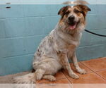 Small Australian Shepherd Mix