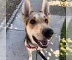 Small German Shepherd Dog