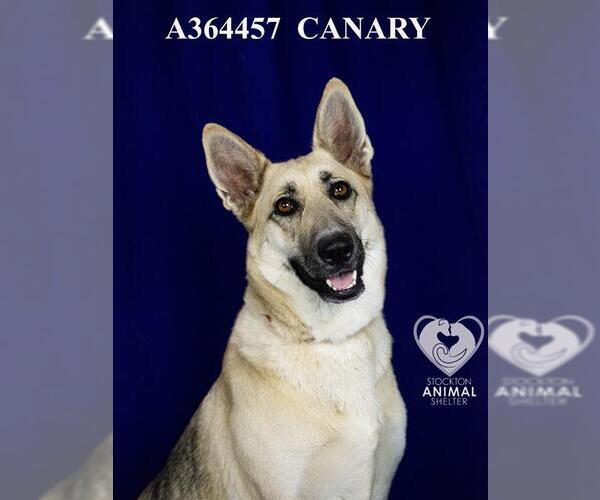 Medium Photo #2 German Shepherd Dog Puppy For Sale in Stockton, CA, USA