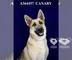 Small #1 German Shepherd Dog