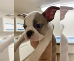 Puppy 0 Boston Terrier