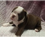 Small #4 Olde English Bulldogge