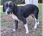 Small #1 Basset Hound-Border Collie Mix