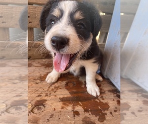 Border Collie Puppy for sale in VALLEJO, CA, USA