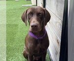 Small #1 Labrador Retriever