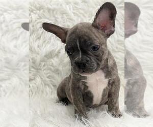 French Bulldog Dog for Adoption in LA VERGNE, Tennessee USA