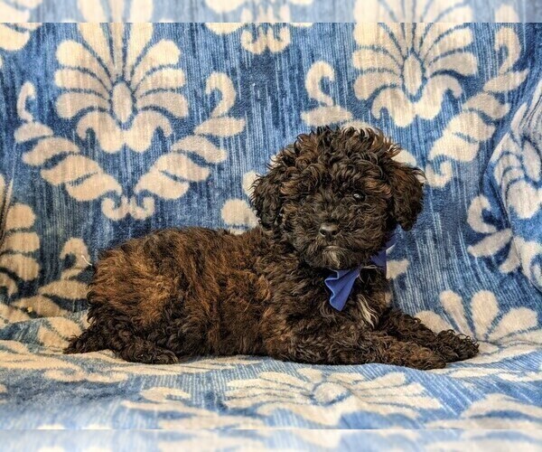 Medium Photo #3 Poodle (Miniature) Puppy For Sale in LINCOLN UNIV, PA, USA