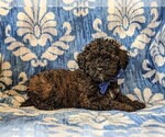 Small Photo #3 Poodle (Miniature) Puppy For Sale in LINCOLN UNIV, PA, USA