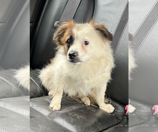 Medium Photo #2 Cav-A-Malt Puppy For Sale in Monkton, MD, USA