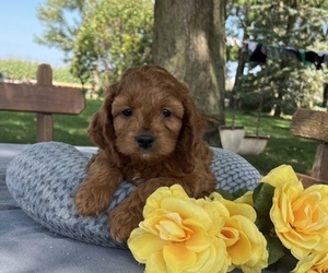 Cock-A-Poo Puppy for sale in THORP, WI, USA