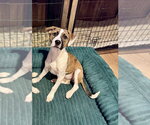 Small #14 Boxer Mix