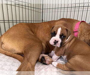 Boxer Dogs for adoption in Brights Grove, Ontario, Canada